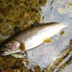 渓流ミノーイング ～九頭竜川水系～